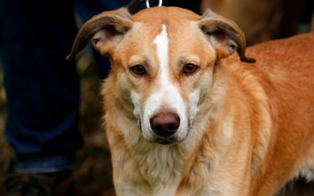 175 Dogs Rescue from Hoarders in Mississippi 2011